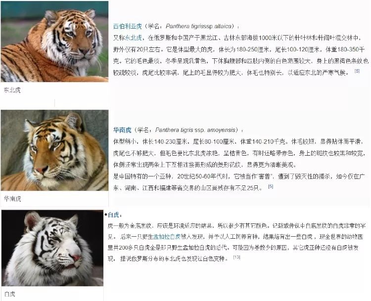 几乎都是"稳赢" 和狮子一样,老虎也是一个大种 按地区分亚种或毛色分