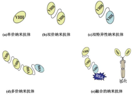 行研纳米抗体–抗体界的百变星君如何突破抗体药的激烈重围