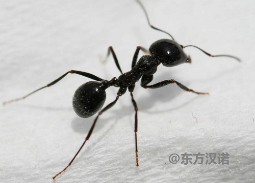 除蚂蚁公司：4个蚂蚁带来的启示，值得思考！