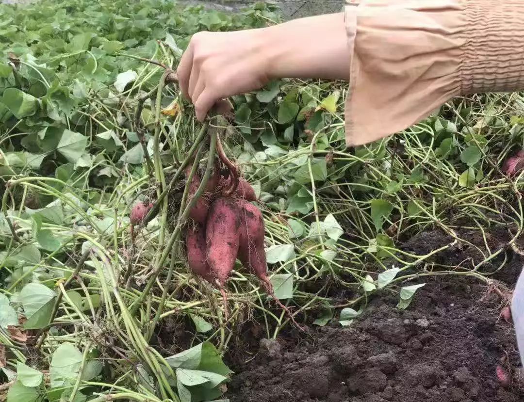 红薯劲头十足,山芋藤层层叠叠铺盖在山芋叶子下面,好像给泥土中的山芋