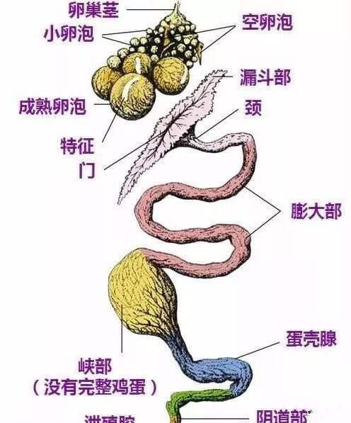 蛋价飙升5元/斤!母鸡等于提款鸡,卵巢炎输卵管炎让你取不出钱