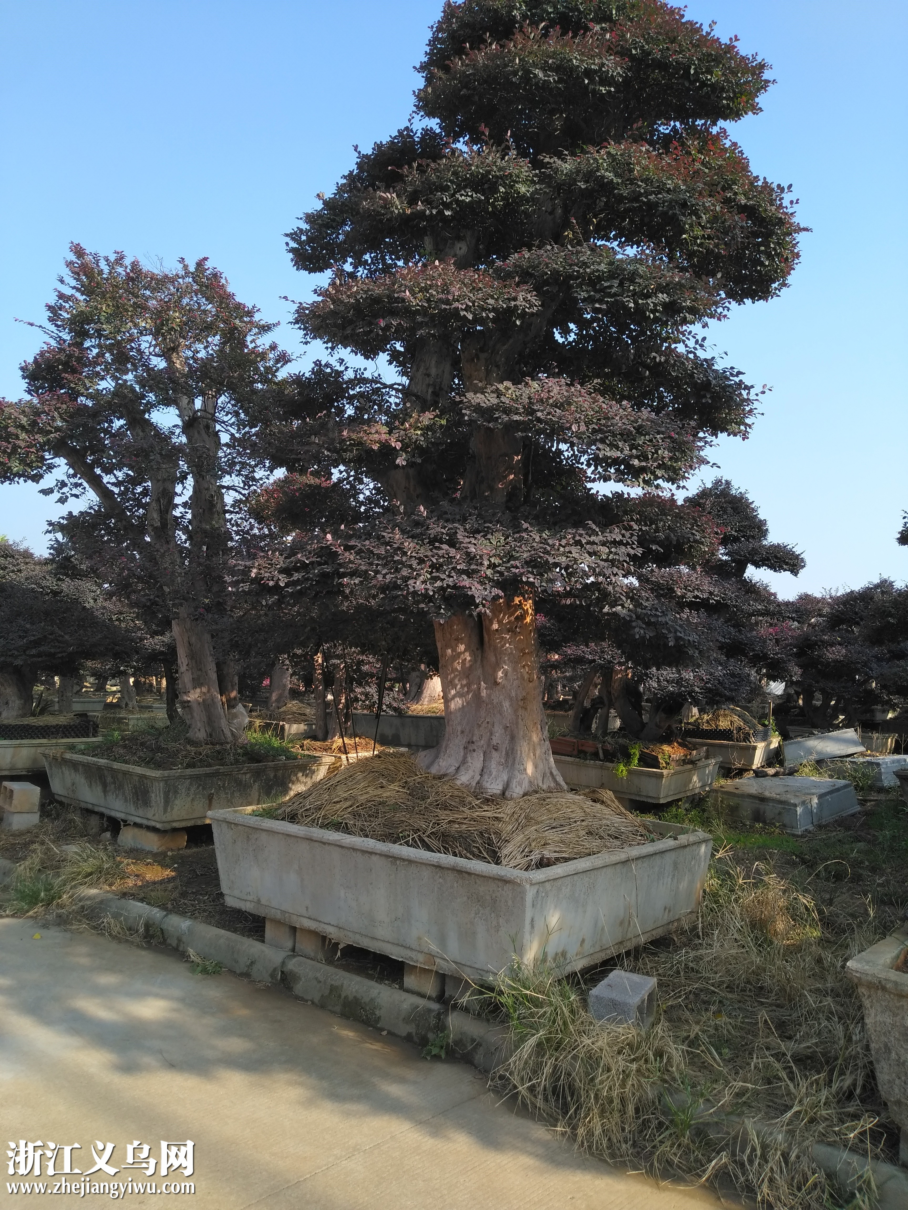 来自金华山的盆景花木品种大全来自金华花卉市场的盆栽