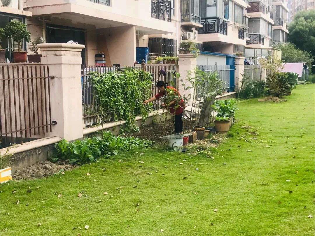 什么时间种香菜和菠菜 c8d81c1a827b41d2ae70938bbacf6753.jpeg