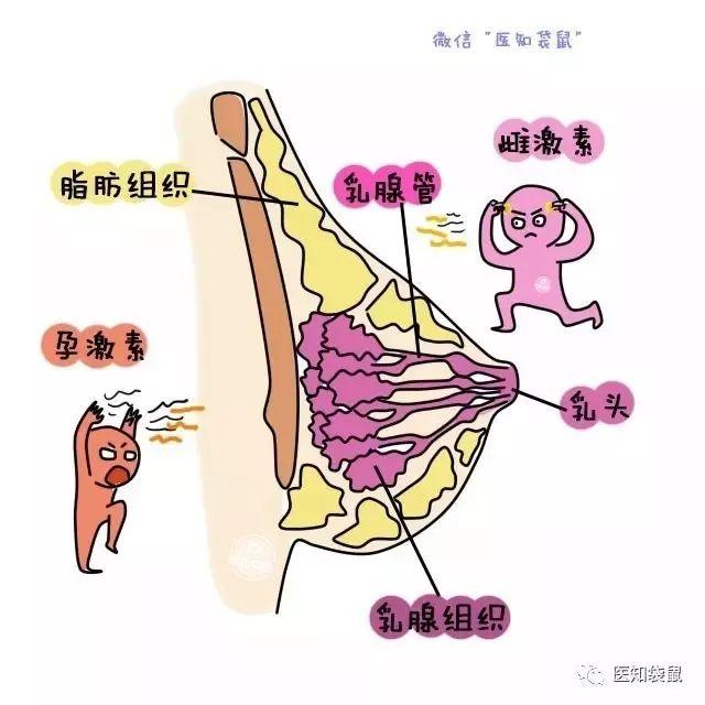 【医知袋鼠】耻骨痛、腰背痛、腿抽筋……孕期怎么这么难？
