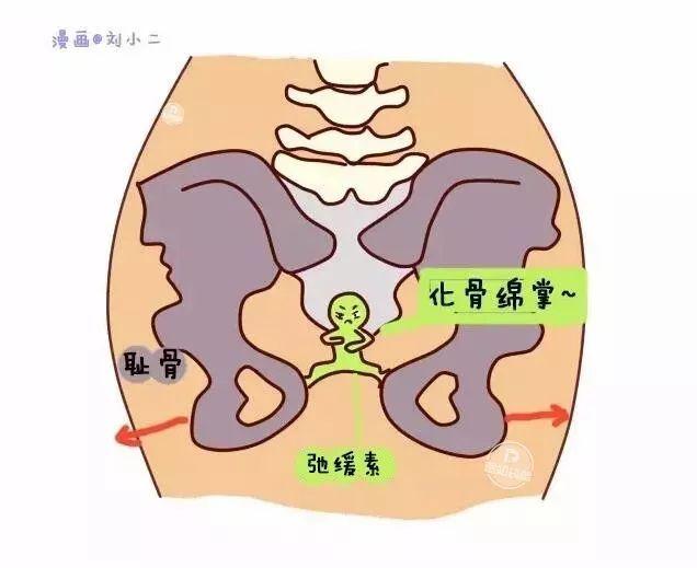 【医知袋鼠】耻骨痛、腰背痛、腿抽筋……孕期怎么这么难？