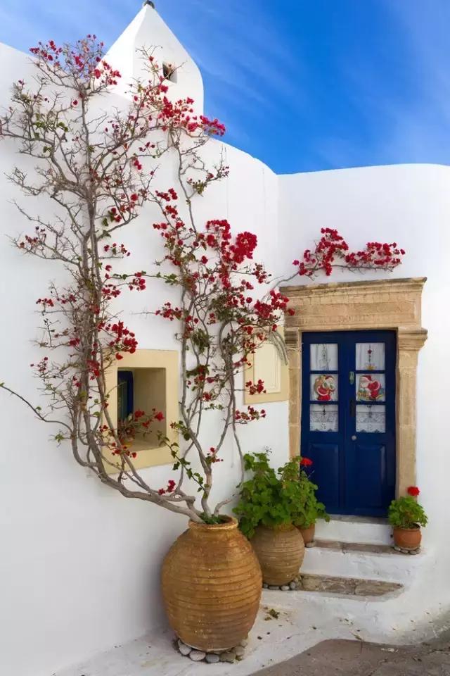 什么样的松树适合庭院 e4a7b9f6d82f4b50bfd972873450a8e2.jpeg