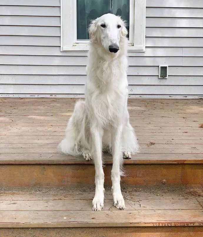 这只脸比柯基腿都长的狗砸,需要你认识一下!