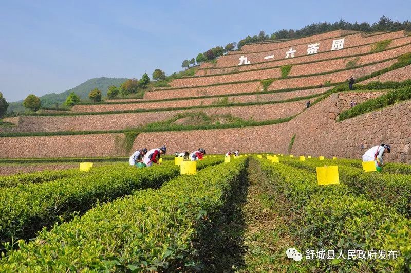 舒城这个镇子被评为全国示范!是你家吗?_舒茶镇