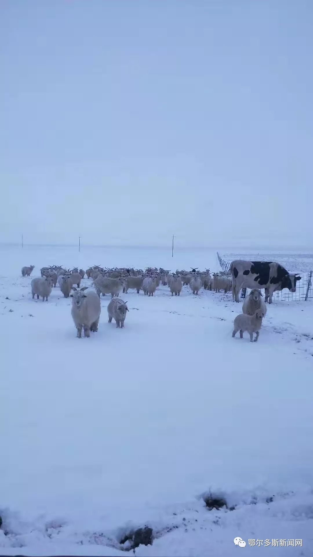 【下雪了】内蒙古多地降雪,未来4天呼市天气是这样的