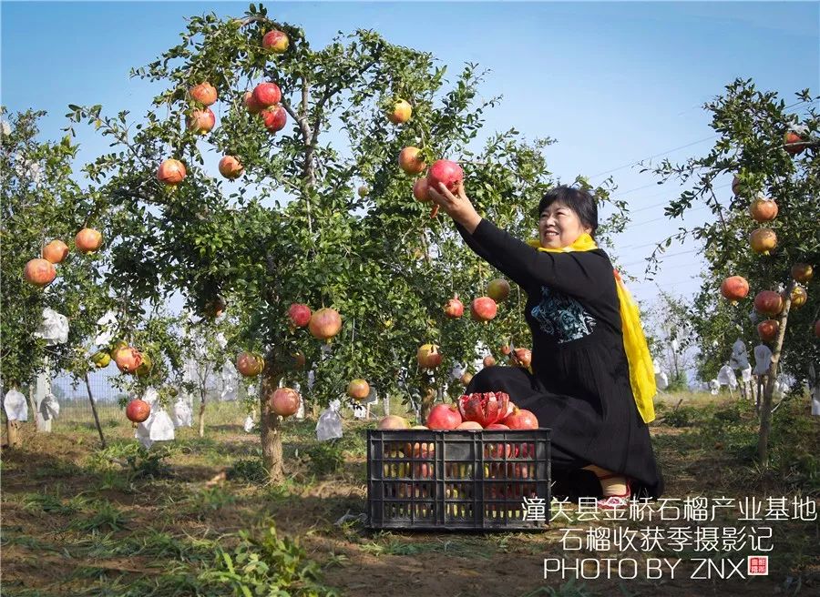 屈伟力 潼关县岳渎果园 石榴收获季 摄影记