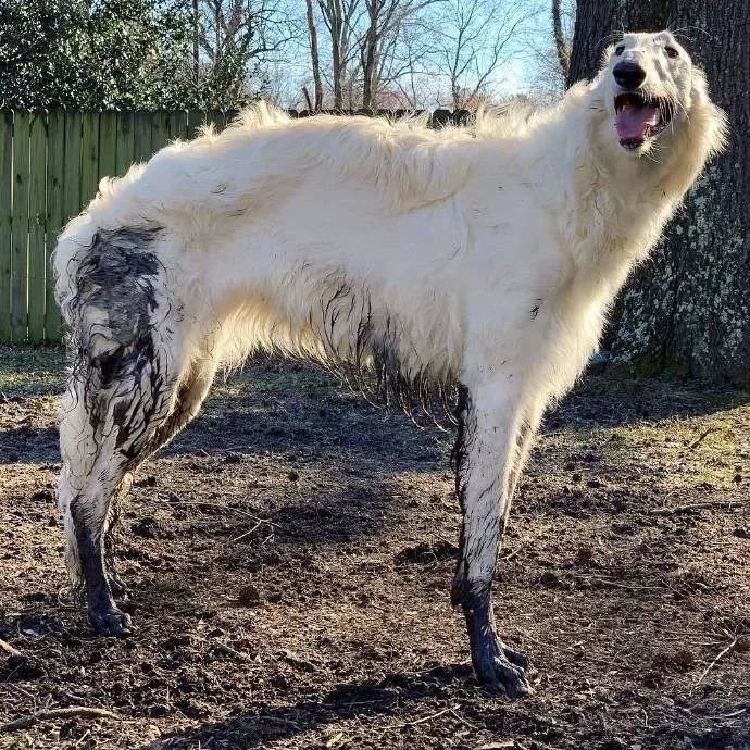 这只脸比柯基腿都长的狗砸,需要你认识一下!