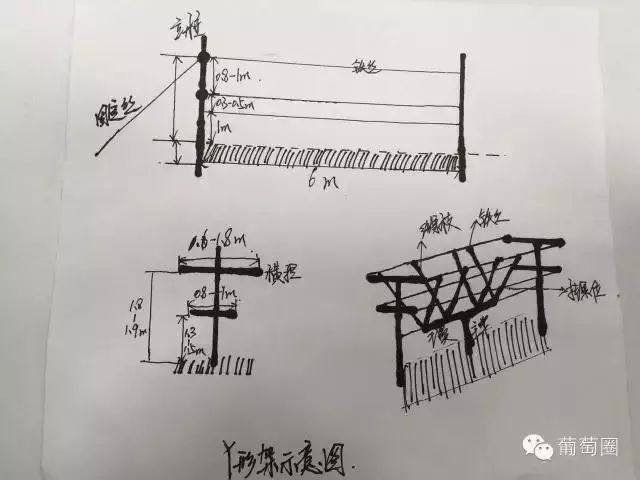 葡萄各种架型介绍手绘版