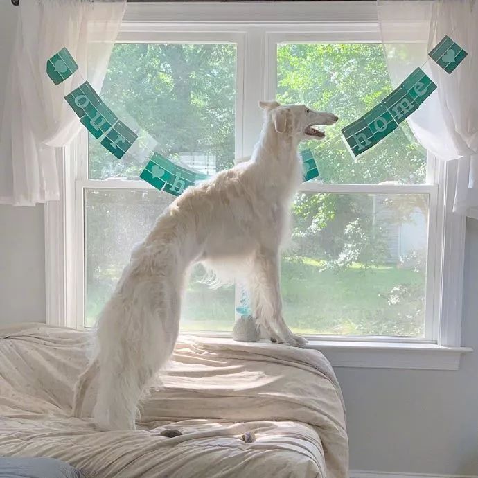 这只脸比柯基腿都长的狗砸,需要你认识一下!