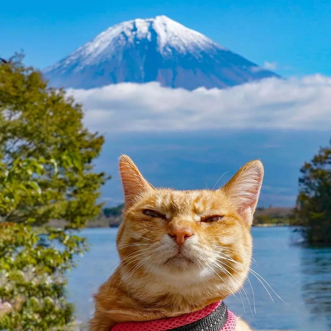 夫妇花了8年时间，带着两只猫走遍日本