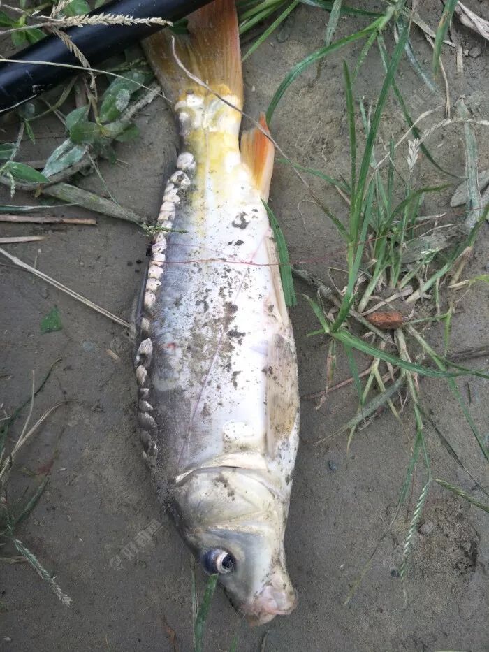 鱼多久吃一次最好 43fe6723fd7548fda46e4d5bbe36d487.jpeg