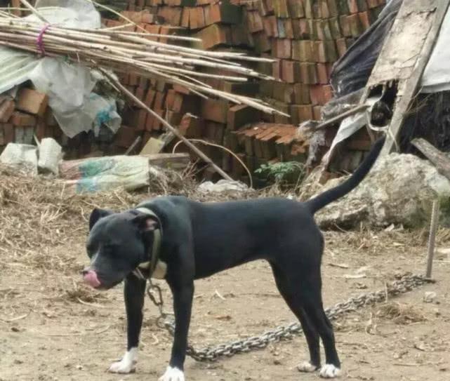 回农村发现只白蹄黑身比特犬价值上万的狗狗居然被拴着看家