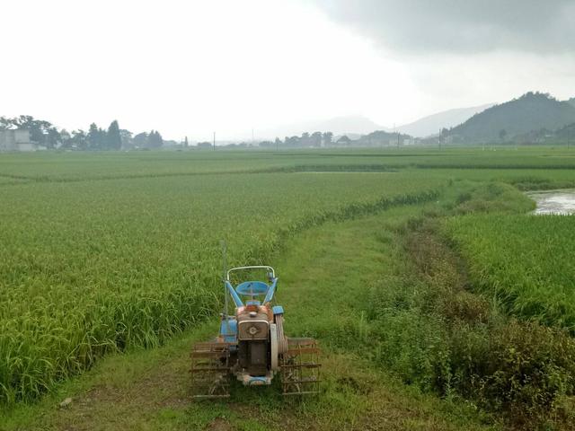 小麦托市最新行情 46d60802fc504da2b221a4592417709b.jpeg