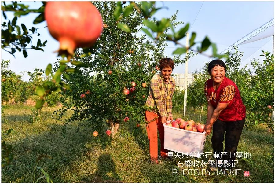 屈伟力 | 潼关县岳渎果园 | 石榴收获季 | 摄影记