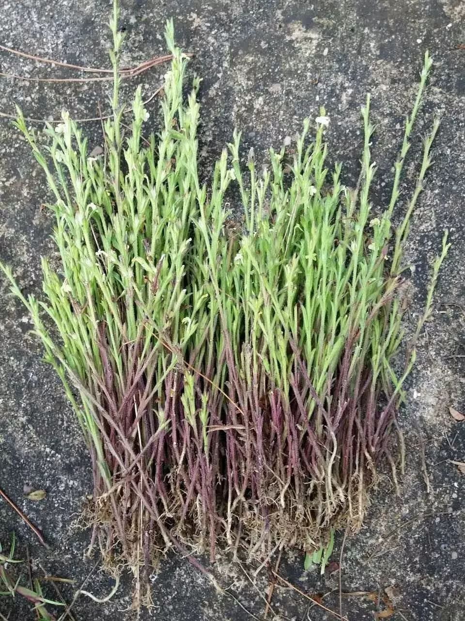 那这种一株株长着小花花的药材