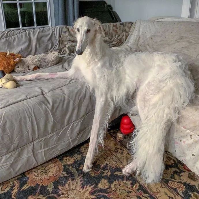 这只脸比柯基腿都长的狗砸,需要你认识一下!