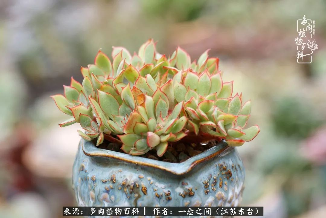 伸手党要多肉 69b83b2bb42e4112823c5c1399f5ce4a.jpeg