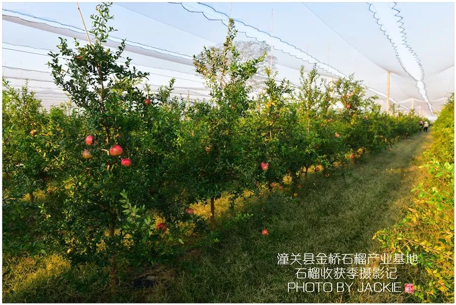 包装好的石榴 石榴红了-大棚石榴-part10 金桥石榴产业基地-全国