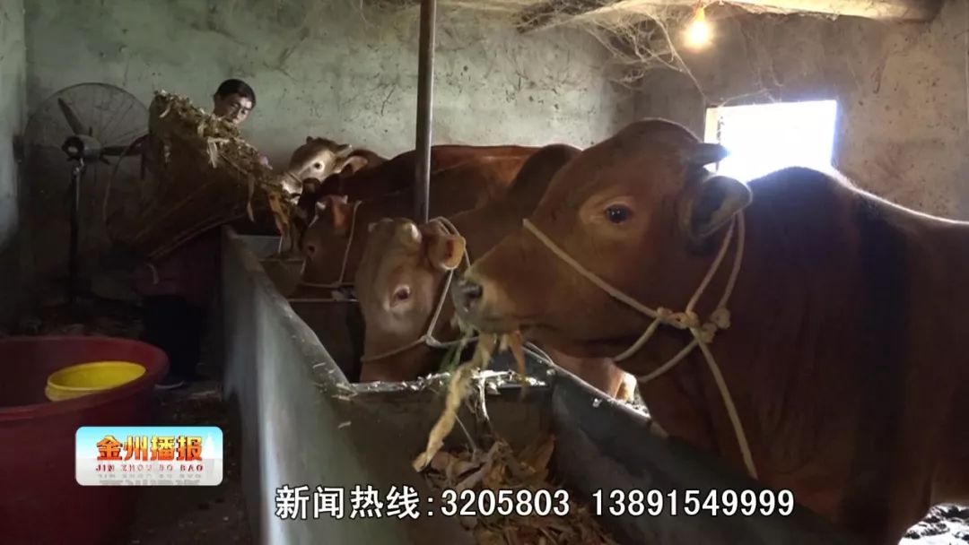 2013年刘永祥开始在老家发展养牛,6年时间里,他的养牛产业从最初的散