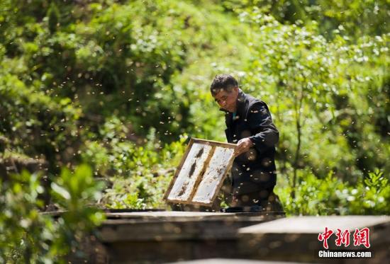 2019京台美丽乡村论坛：加强两岸合作推动养蜂产业休闲农业发展
