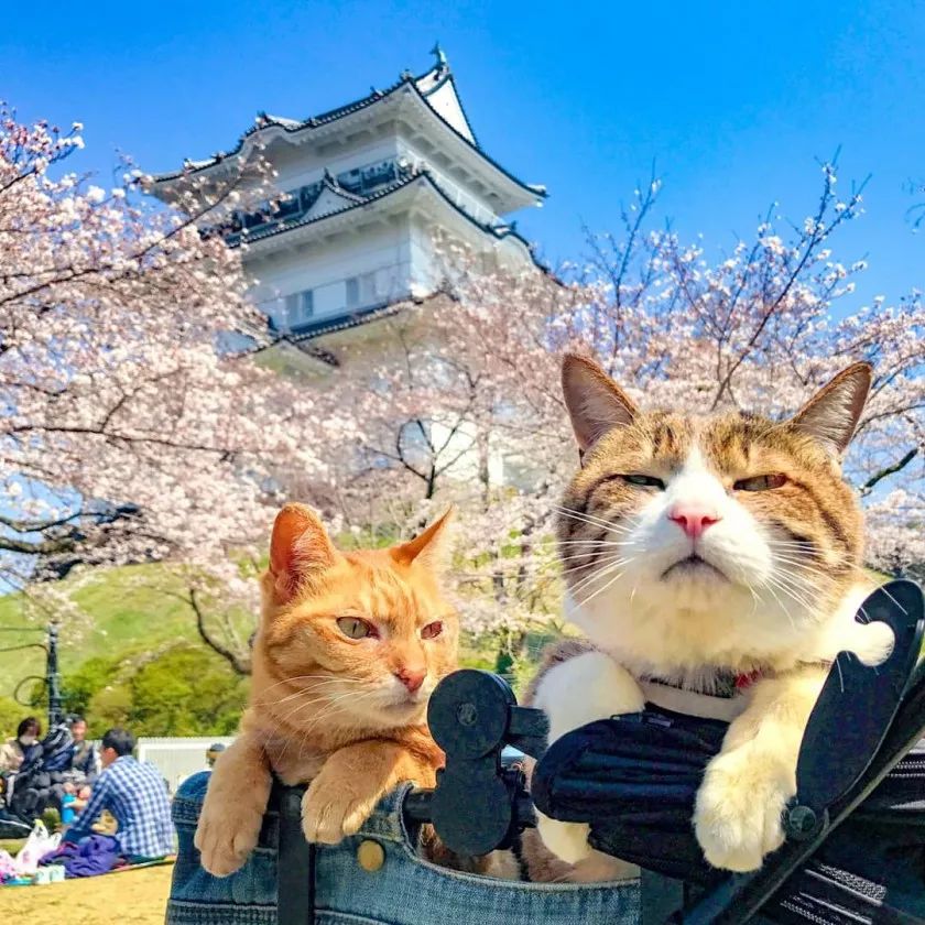 夫妇花了8年时间，带着两只猫走遍日本