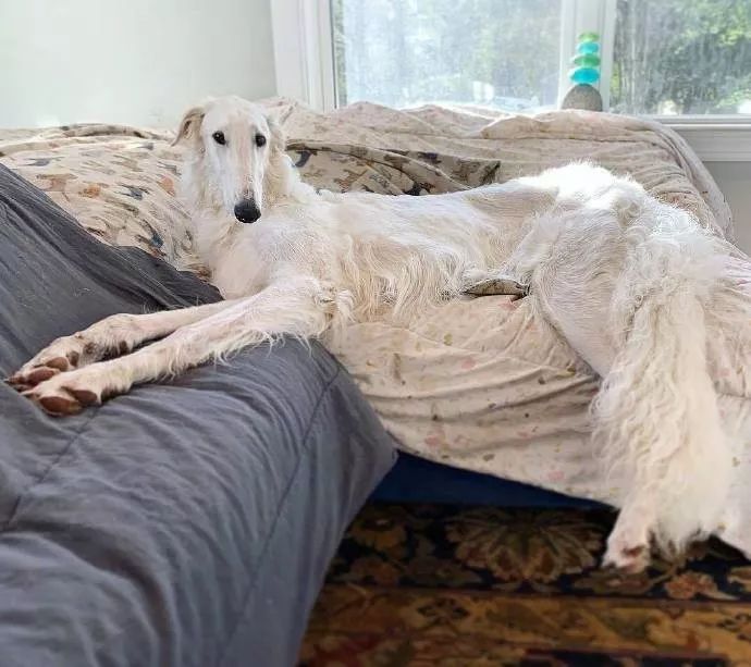 这只脸比柯基腿都长的狗砸,需要你认识一下!