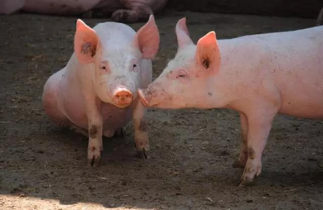 生猪今日价格河南省 988a0ac6d3df4abe811da7e033e27eea.jpeg