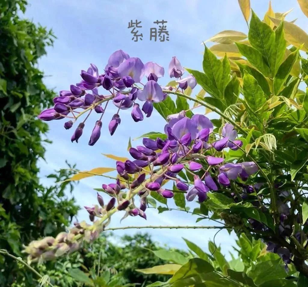 100种·常见花材大汇总,爱花之人必备秘籍!