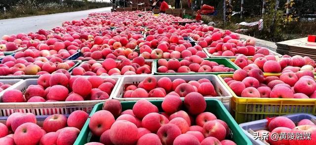 水果加工视频 a052204e25764cb1b48dc3267843814f.jpeg