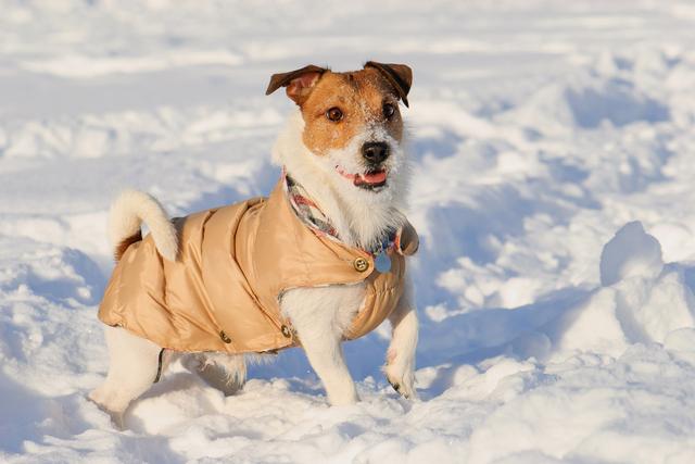 狗狗能忍受多冷小型犬比大型犬更怕冷主人要提前备好过冬装备