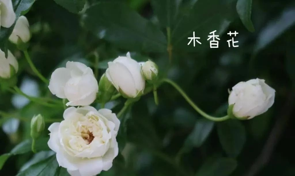 a5fff41ce14c4d3c8406d3bd8298a8d7.jpeg