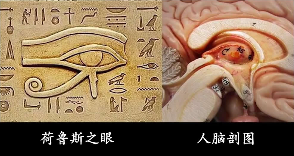 人脑中的一个神秘腺体,竟被称为"第三只眼!