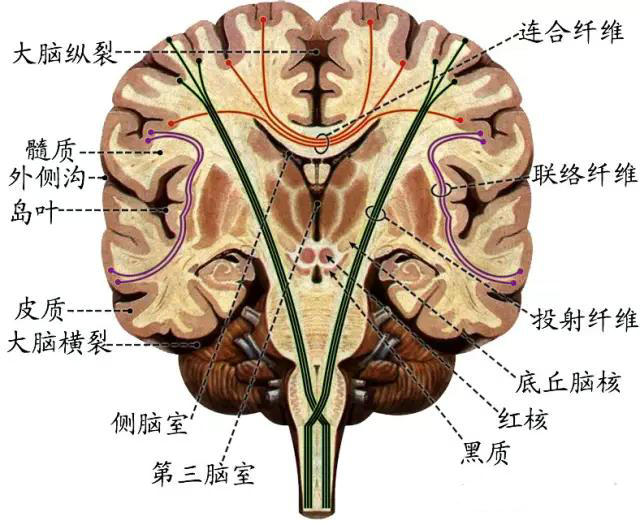 豆状核与尾状核头部之间的部分称内囊前肢;豆状核与背侧丘脑之间的