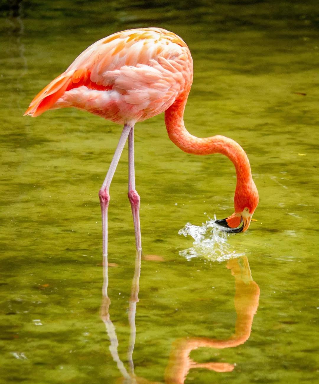 火烈鸟 phoenicopteridae  红鹳科 第一次知道火烈鸟,是通过纪录片