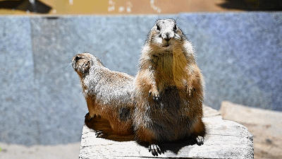 【300张门票免费送】新苏格林咔咔动物王国,你的动物后花园,撸水豚,吸