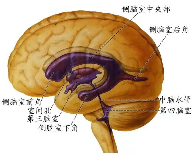 向前借室间孔与端脑内的侧脑室相连,后借中脑水管与第四脑室相通.