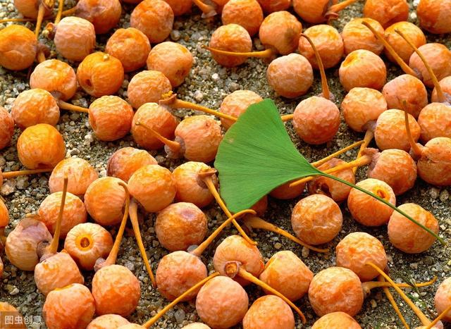 灯笼果和姑娘果是一个品种 d9581e0f15764668af25a7f65c5e0240.jpeg