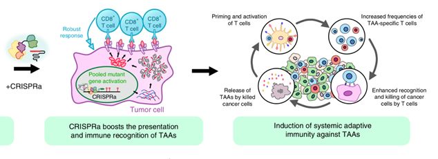 前沿crispr助力陈斯迪课题组带来新型癌症免疫疗法