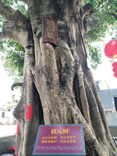状元树.