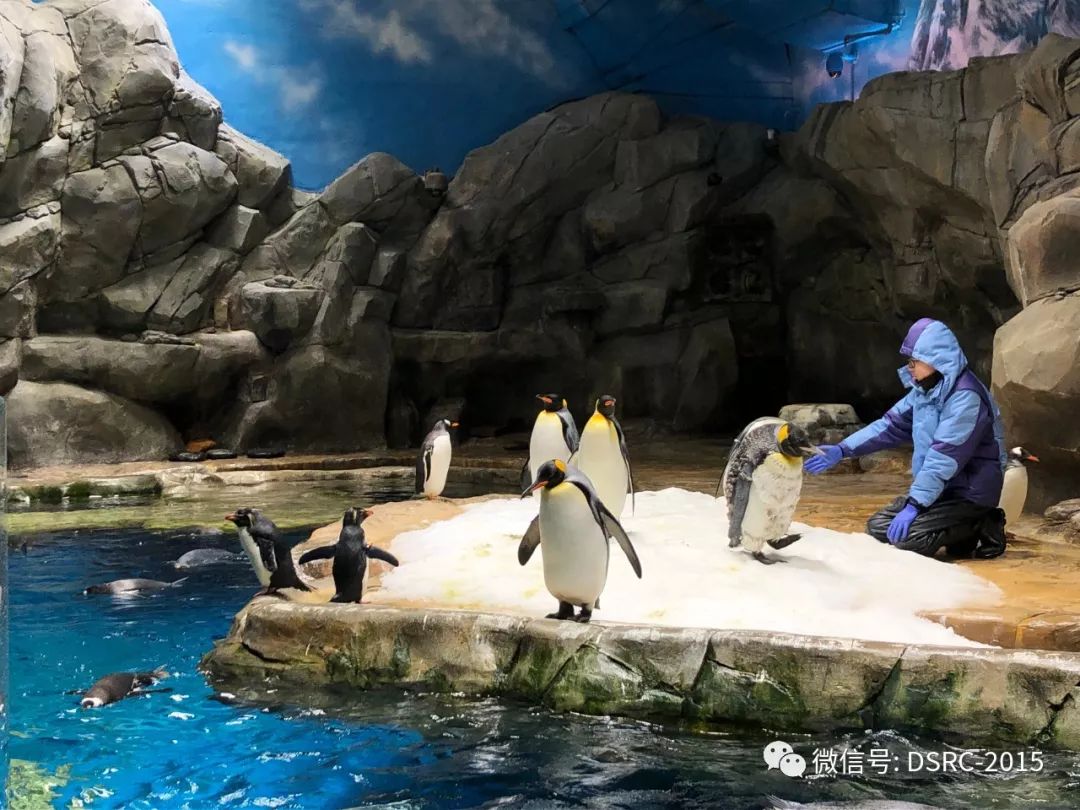 香港海洋公园的企鹅们