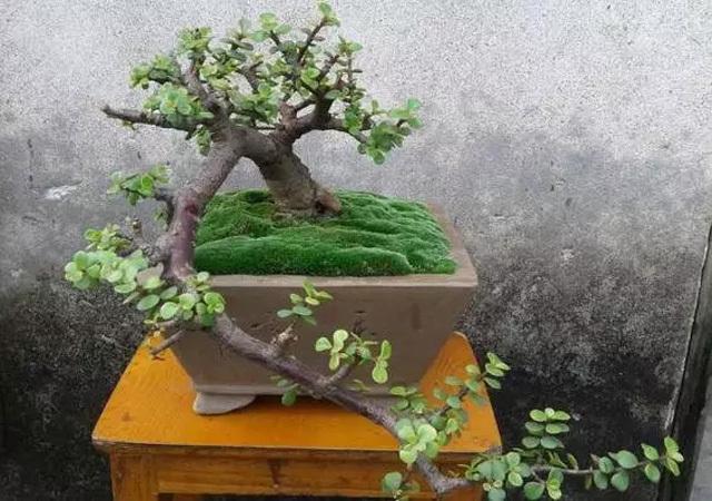 10,֦Ҷ,ι1