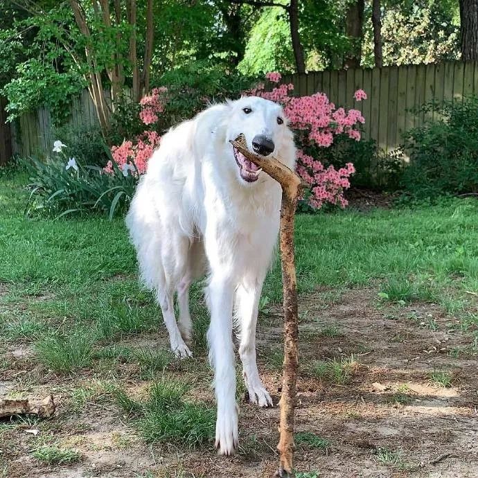 这只脸比柯基腿都长的狗砸,需要你认识一下!