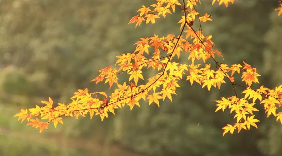 芳华什么成语_成语故事图片(2)