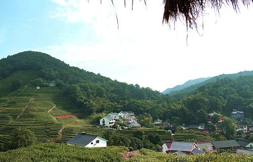 龙井人口_食物语龙井虾仁图片