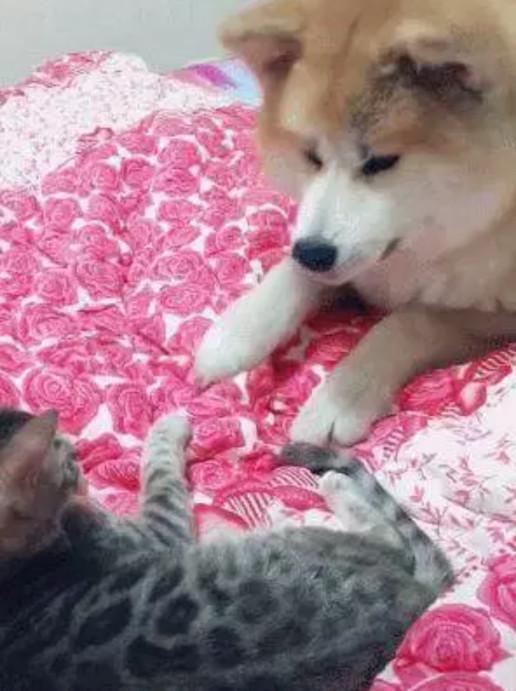 柴犬跟貓咪在床上玩耍，一不小心被勾住舌頭，網友：看著都感覺疼 寵物 第2張