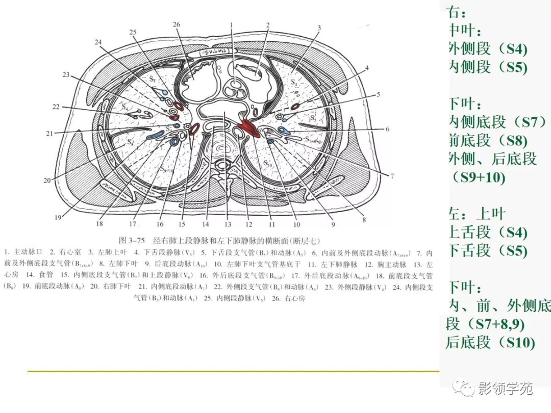 肺段与肺内管道应用解剖